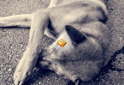 Animal Abuse Essay Writing