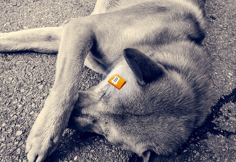 Animal Abuse Essay Writing